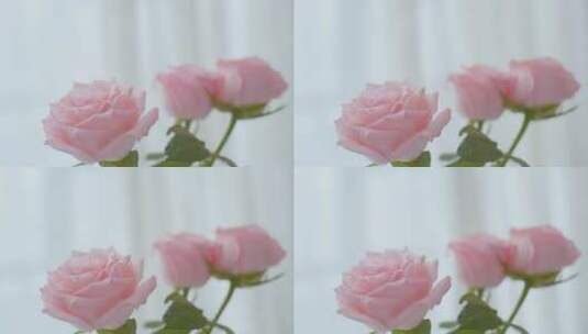 房间里粉色的玫瑰花插在花瓶里高清在线视频素材下载