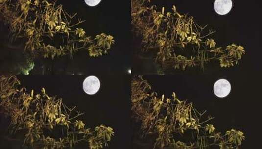 夜景月亮04高清在线视频素材下载
