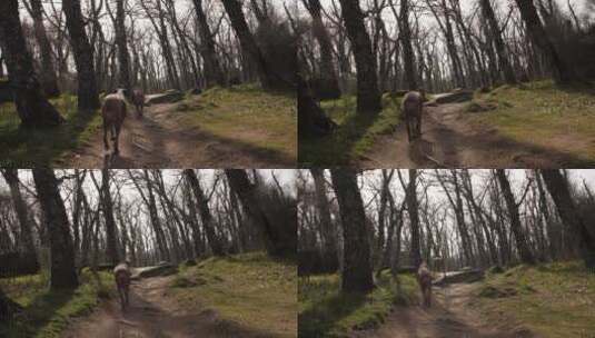 在森林里慢动作奔跑的狗高清在线视频素材下载