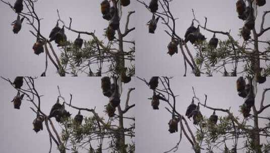 挂在树枝上的蝙蝠高清在线视频素材下载