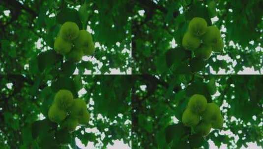 树上水果的特写高清在线视频素材下载