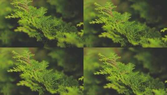 松树叶子微距实拍高清在线视频素材下载