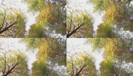茂盛的落羽杉树高清在线视频素材下载