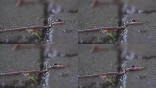 雨中地上的蚯蚓高清在线视频素材下载