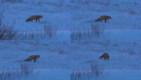 一只红狐在雪地里捕猎高清在线视频素材下载