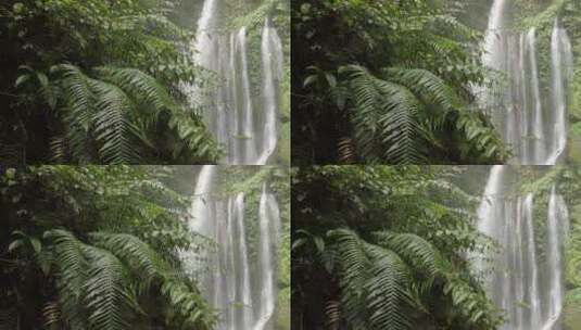 蕨类植物和瀑布高清在线视频素材下载
