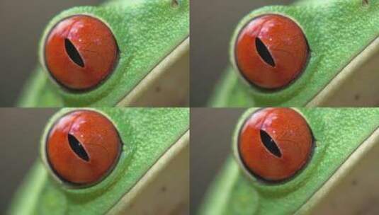 红眼树蛙眨眼的特写镜头高清在线视频素材下载