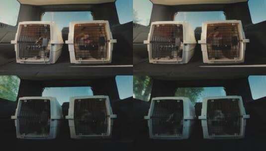 汽车后备箱里的小狗高清在线视频素材下载