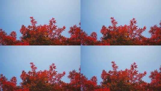 实拍红色枫叶树叶植物高清在线视频素材下载