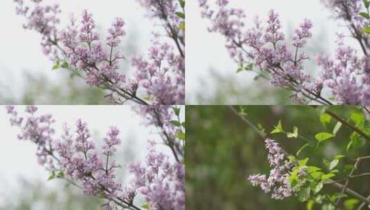 丁香花春天高清在线视频素材下载