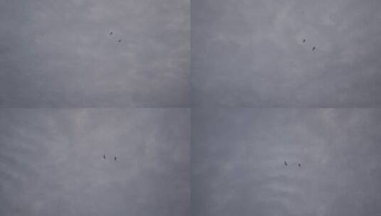阴天天空飞鸟燕子海鸥白鹭两只鸟飞高清在线视频素材下载