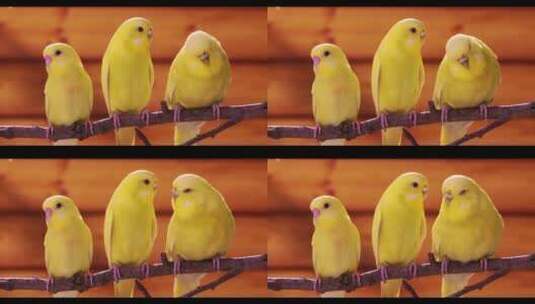 三只黄色的鹦鹉在枝头小鸟高清在线视频素材下载