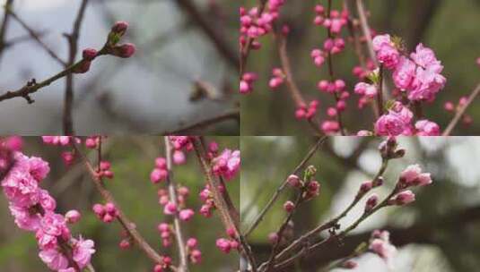 【镜头合集】特写花骨朵花蕾花苞花瓣高清在线视频素材下载