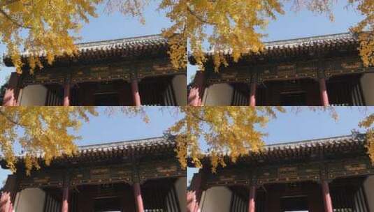 中国人女人在岱庙古建筑树林旅游漫步拍照高清在线视频素材下载