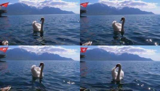 在湖里游泳的白天鹅高清在线视频素材下载