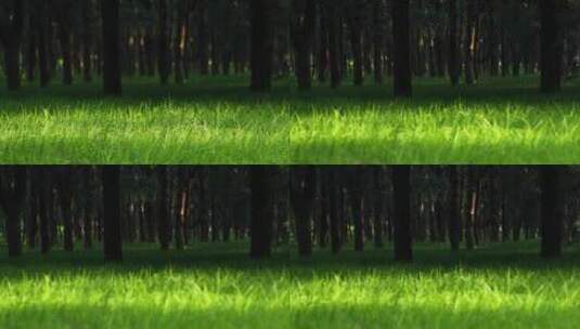 4K拍摄草坪高清在线视频素材下载