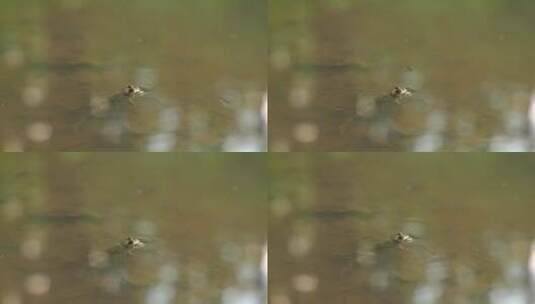 池塘里的蛤蟆高清在线视频素材下载