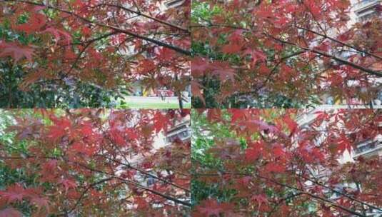 秋天红色的枫叶鸡爪槭唯美空镜高清在线视频素材下载