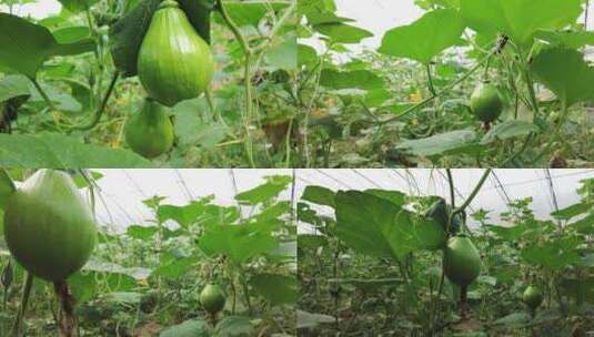 南瓜种植高清在线视频素材下载
