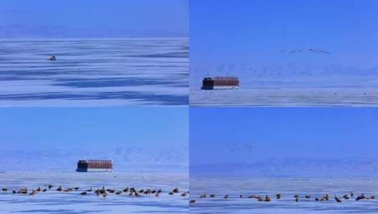 长焦冬季青海湖斑头雁冰冻冰封二郎剑海南州高清在线视频素材下载
