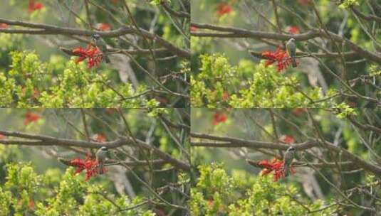 麻雀小鸟自然风光横屏鸟类高清在线视频素材下载