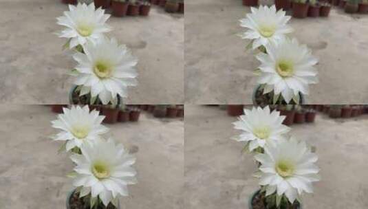 短毛丸白色花朵仙人掌高清在线视频素材下载