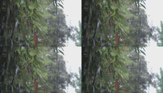 下雨竹子空镜头高清在线视频素材下载