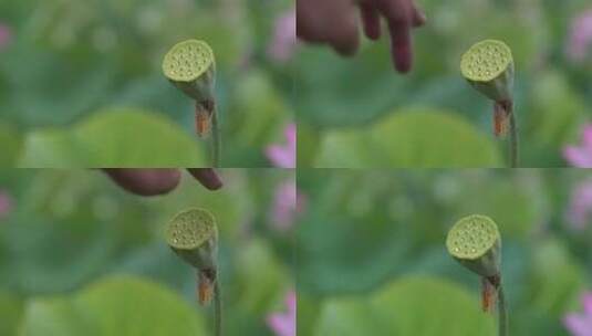 夏日 夏季 荷花 莲花 莲藕 荷叶高清在线视频素材下载