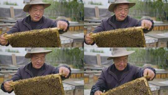 养蜂人在养蜂场工作喂养蜜蜂花粉高清在线视频素材下载