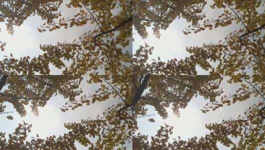银杏树树叶背景高清在线视频素材下载