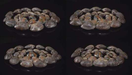花甲贝壳贝类蚬子海洋海鲜实拍高清在线视频素材下载