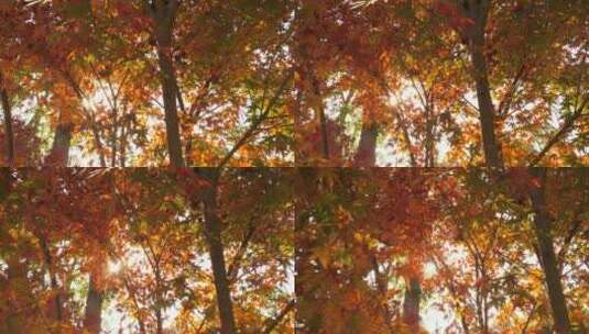 秋天里的红色枫叶秋色高清在线视频素材下载