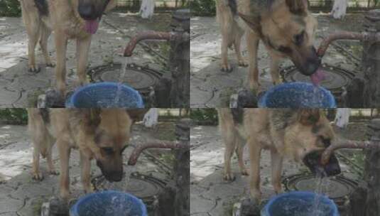 德国牧羊犬从自来水龙头喝水高清在线视频素材下载