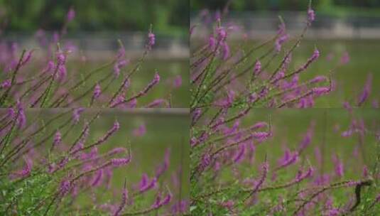 4K花草植物素材——千屈菜高清在线视频素材下载