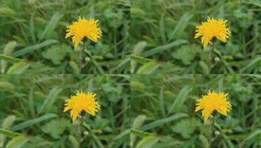 黄色小清新花朵高清在线视频素材下载