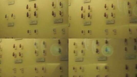 金龟子蟑螂甲壳虫昆虫标本展览高清在线视频素材下载