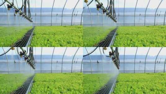 温室大棚水培蔬菜育苗棚高清在线视频素材下载