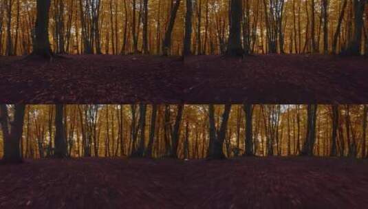 秋天里的树林高清在线视频素材下载