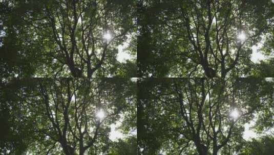 阳光穿过大树树叶照在大地上的空镜高清在线视频素材下载