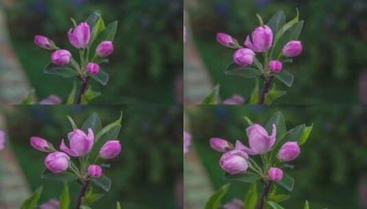 海棠开花延时高清在线视频素材下载