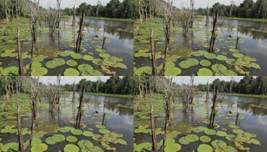 湖面上的植物高清在线视频素材下载