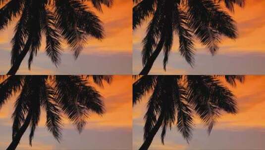 马尔代夫海滩日落时分的棕榈树高清在线视频素材下载
