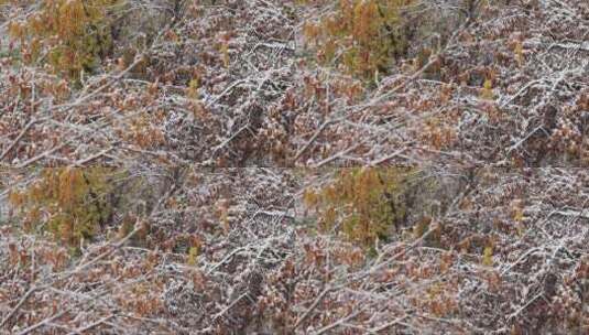 雪花落在黄色的秋叶上高清在线视频素材下载