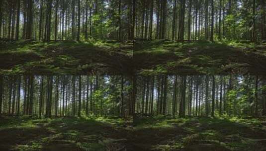 美丽的绿色森林高清在线视频素材下载