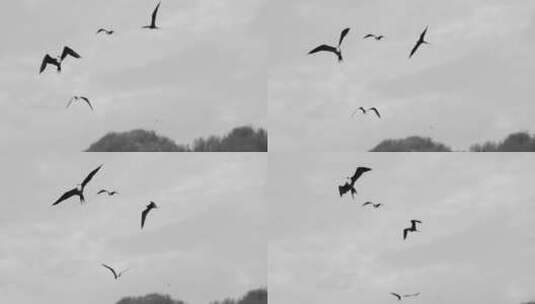 海鸥鸟类天空飞翔黑白情绪空镜高清在线视频素材下载