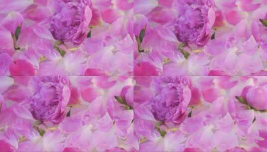 粉红色的牡丹花特写高清在线视频素材下载