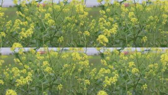 风中摇曳的油菜花高清在线视频素材下载