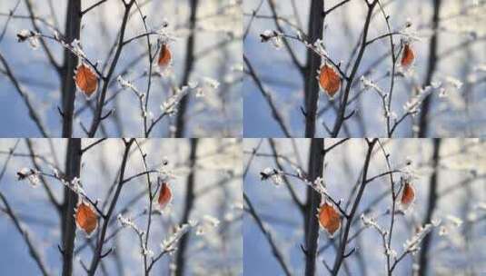 雪枝红叶摇曳高清在线视频素材下载