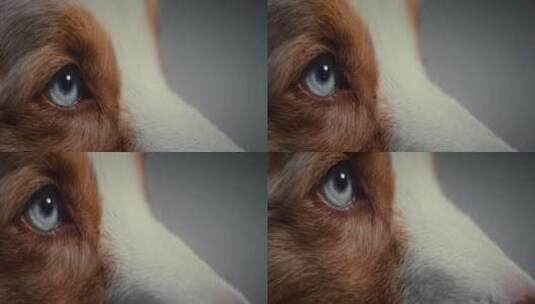 宠物狗的眼睛特写高清在线视频素材下载