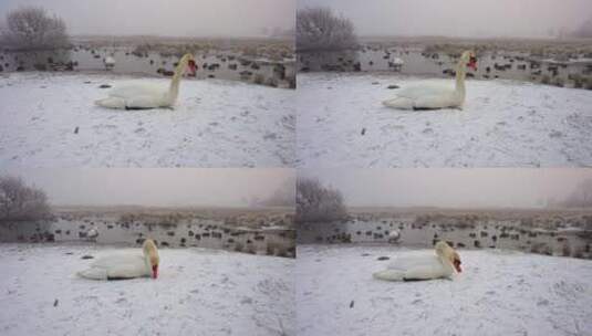 冬天湖边的天鹅高清在线视频素材下载